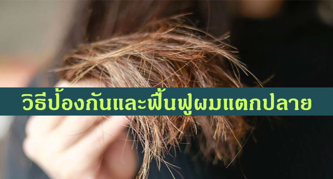 ผมแตกปลายกับผมร่วงและวิธีป้องกันผมแตกปลาย